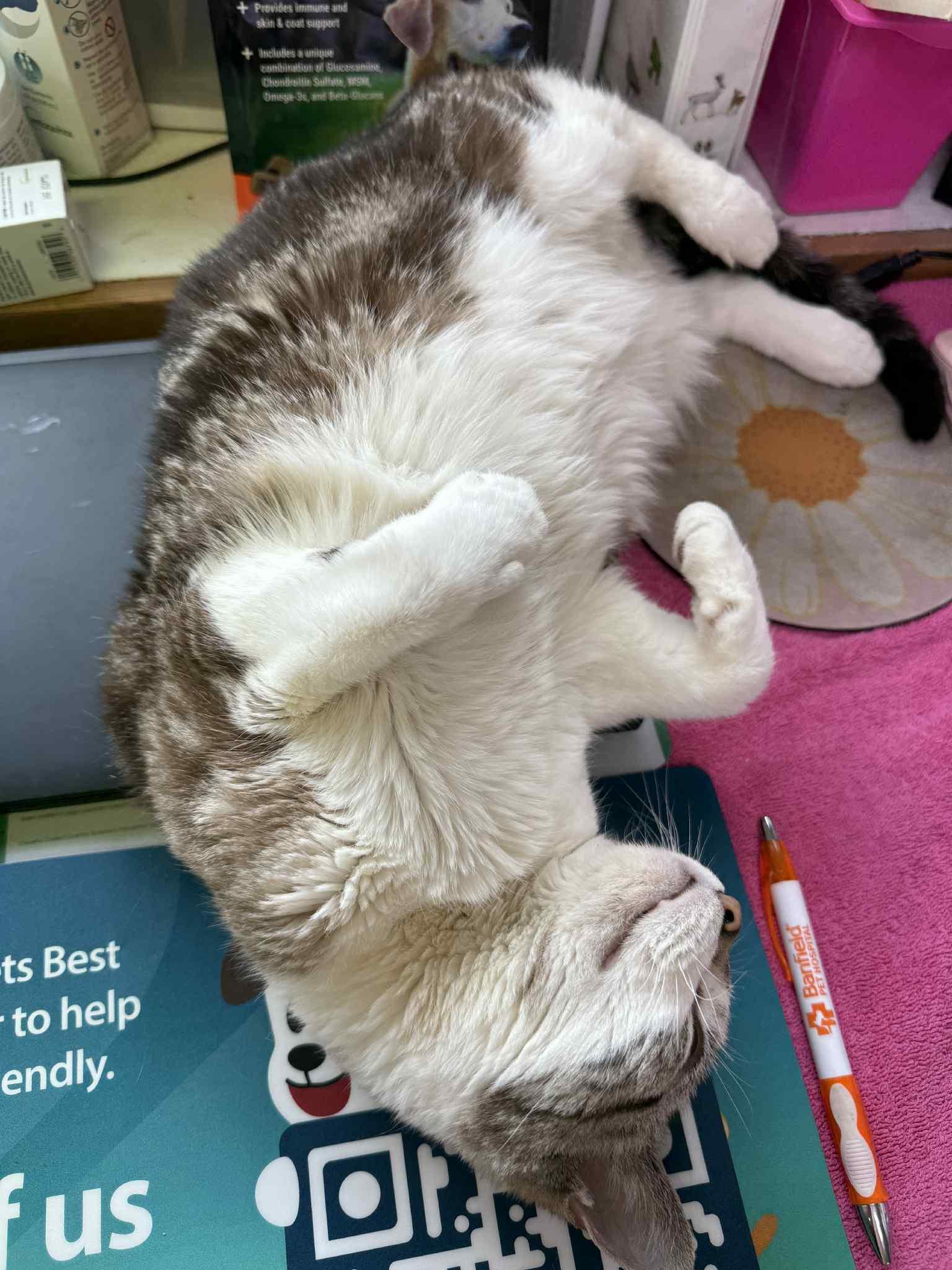 Fat Cat, Adopted, Senior Female Domestic Short Hair.