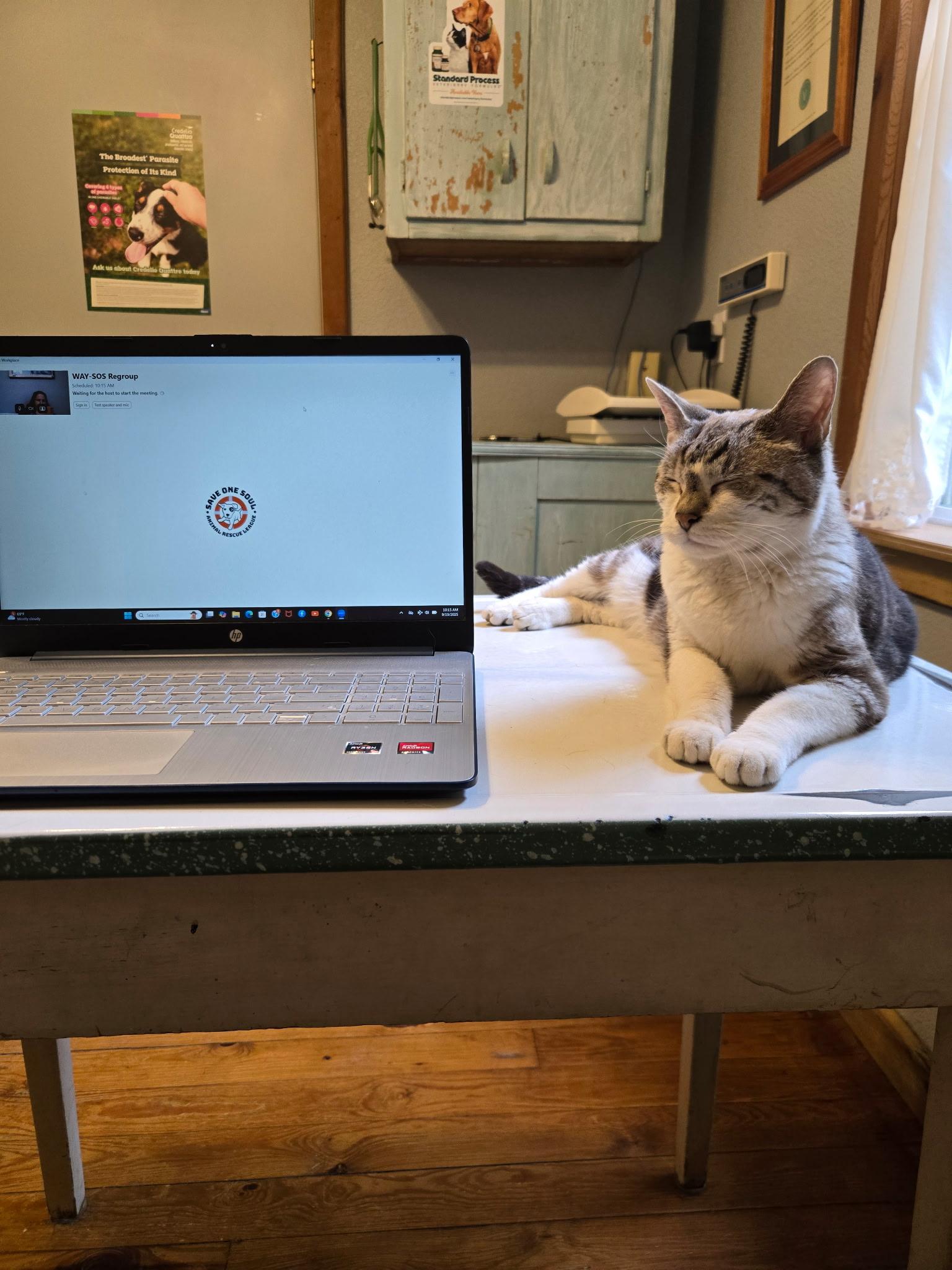 Fat Cat, a Adopted Domestic Short Hair in Park Hill, OK image 2/4