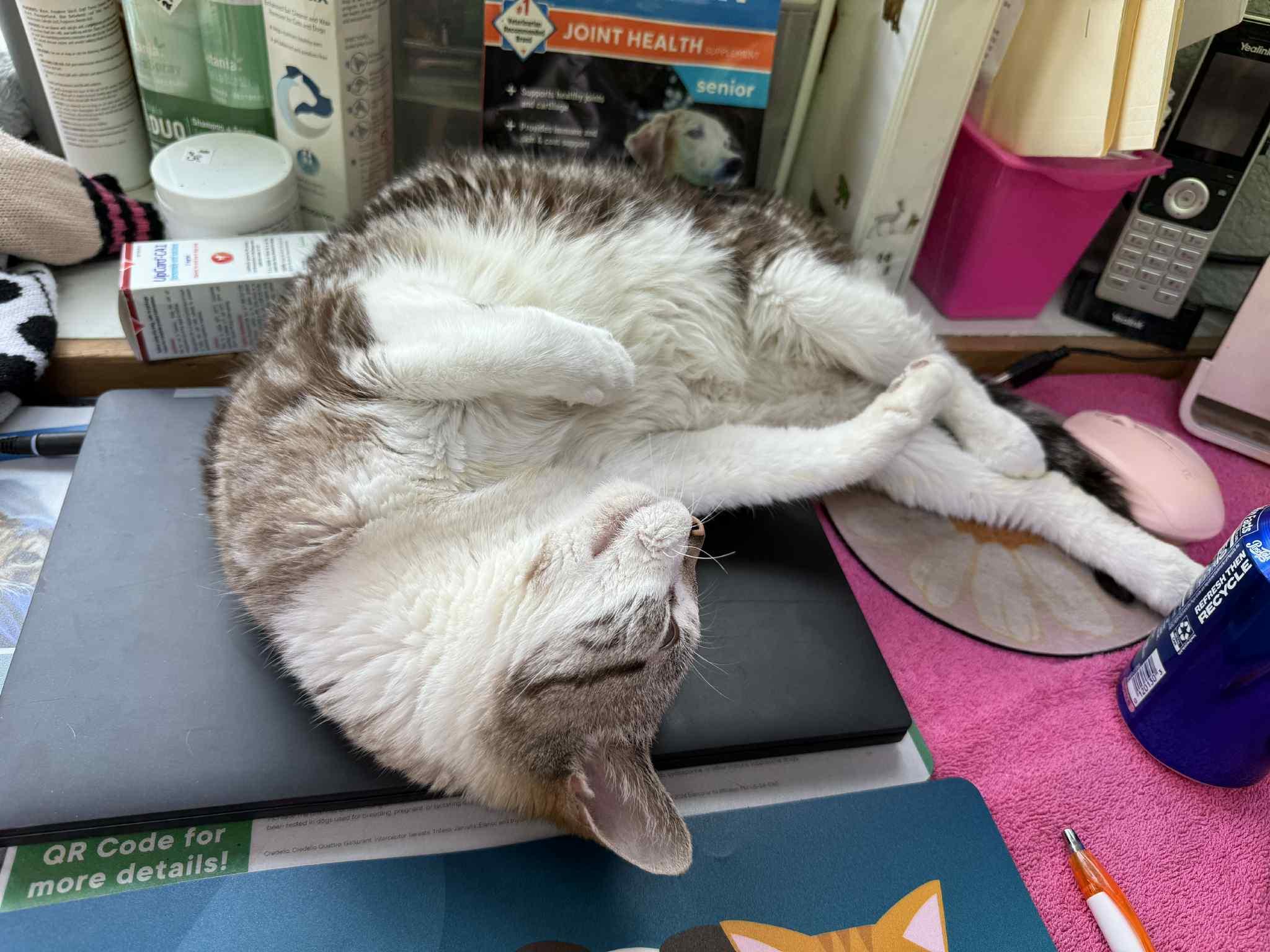 Fat Cat, a Adopted Domestic Short Hair in Park Hill, OK image 3/4