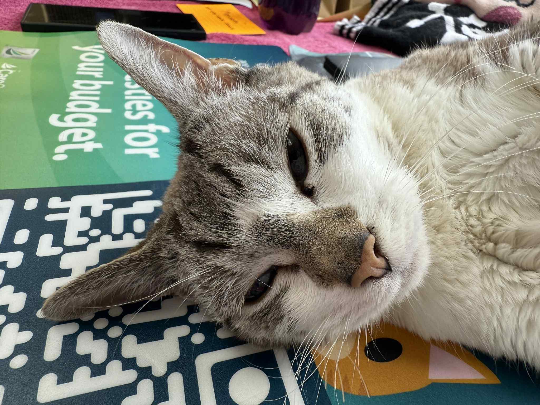 Fat Cat, a Adopted Domestic Short Hair in Park Hill, OK image 4/4