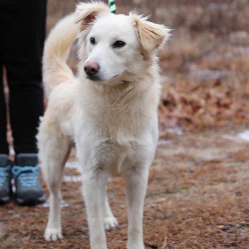 CT Creed, Adoptable, Adult Male Labrador Retriever & Golden Retriever.