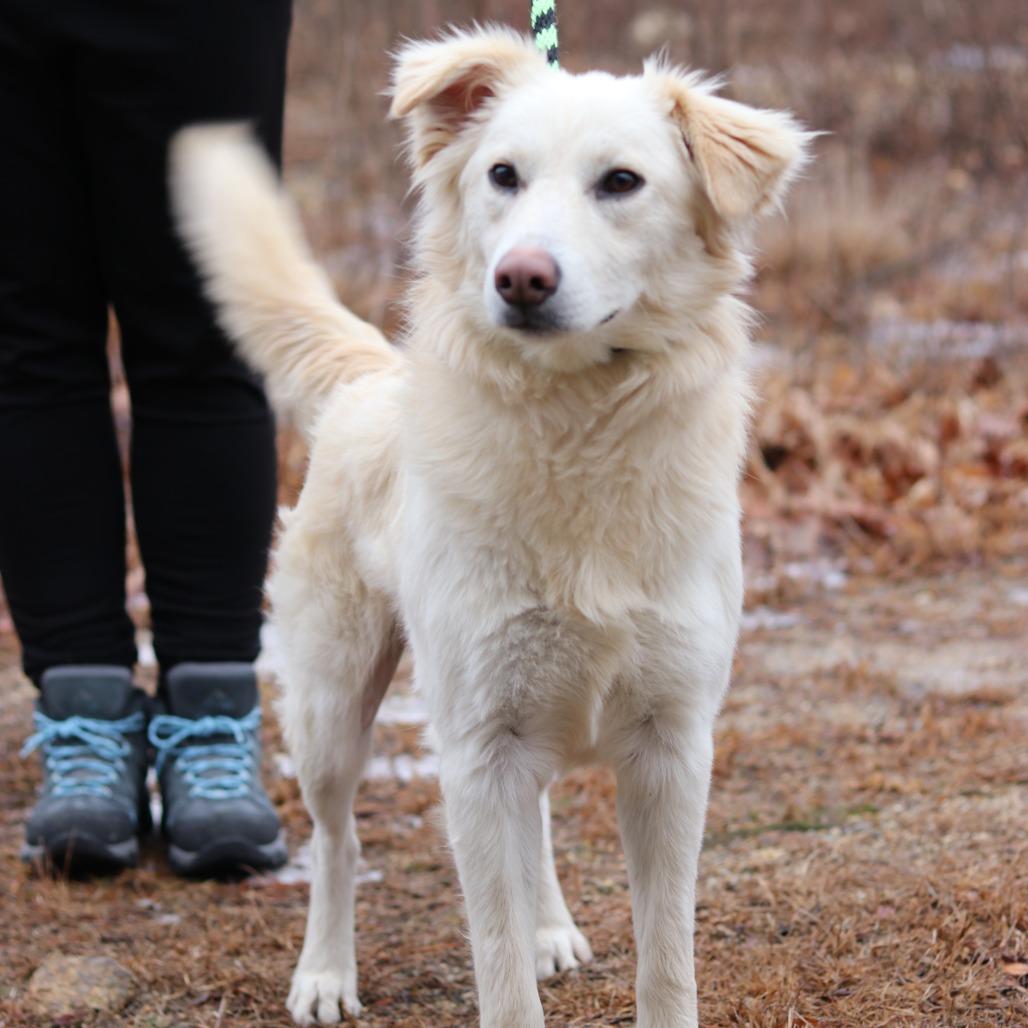 Enlarge CT Creed, a Adoptable mixed breed in Eastford, CT image 2/4