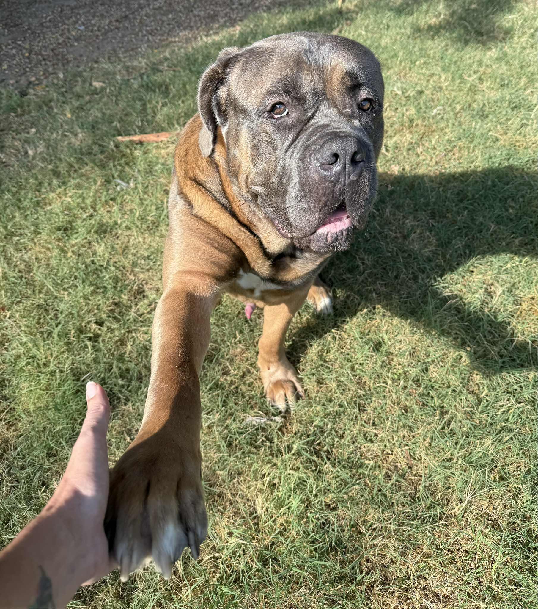 Bakugo J, Adoptable, Adult Male Mastiff.