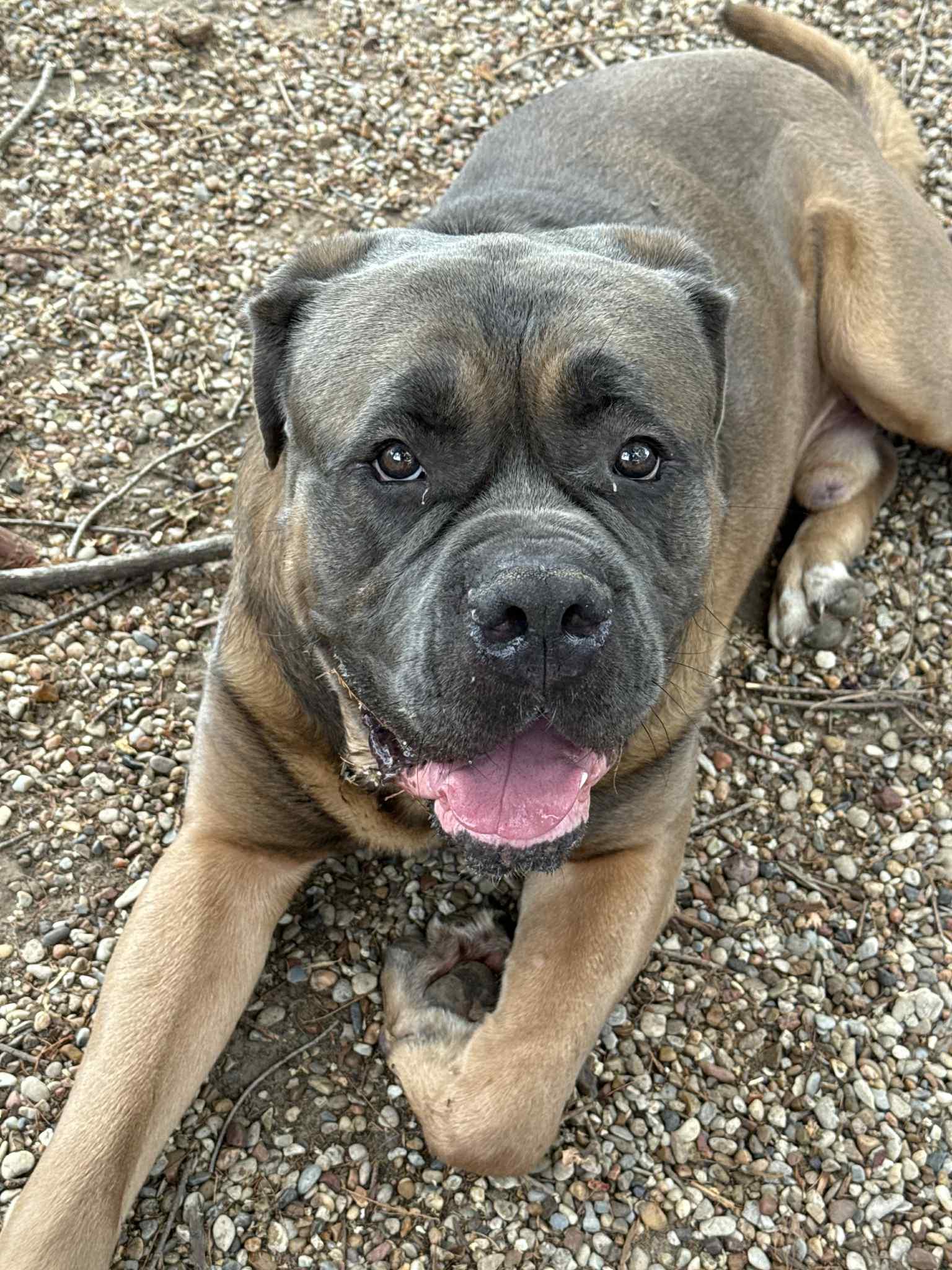 Enlarge Bakugo J, a Adoptable Mastiff in Dallas, TX image 2/2