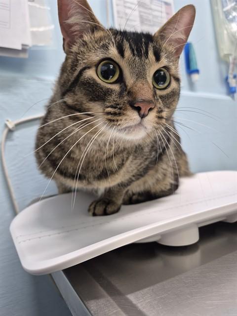 BLITZEN, Adoptable, Young Male Domestic Short Hair.