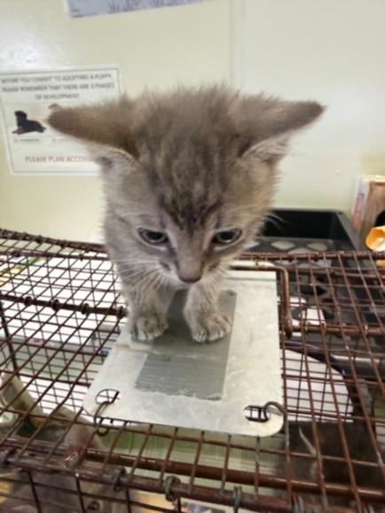 MARTHA, Adoptable, Kitten Female Domestic Short Hair.