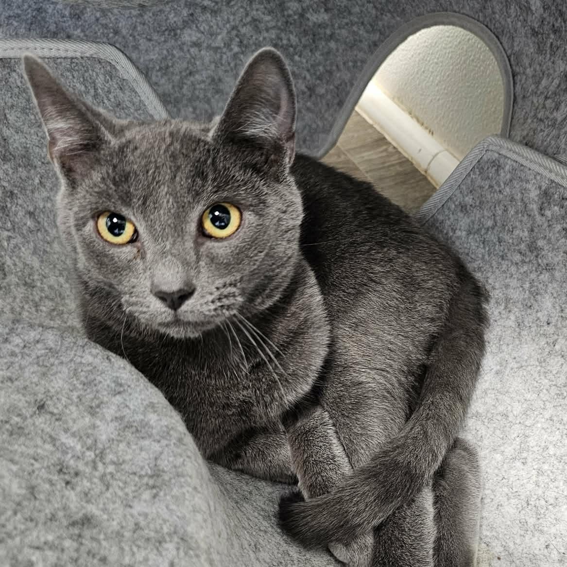 Enlarge Atlas, an adopted Domestic Short Hair in Waynesville, NC image 1/1