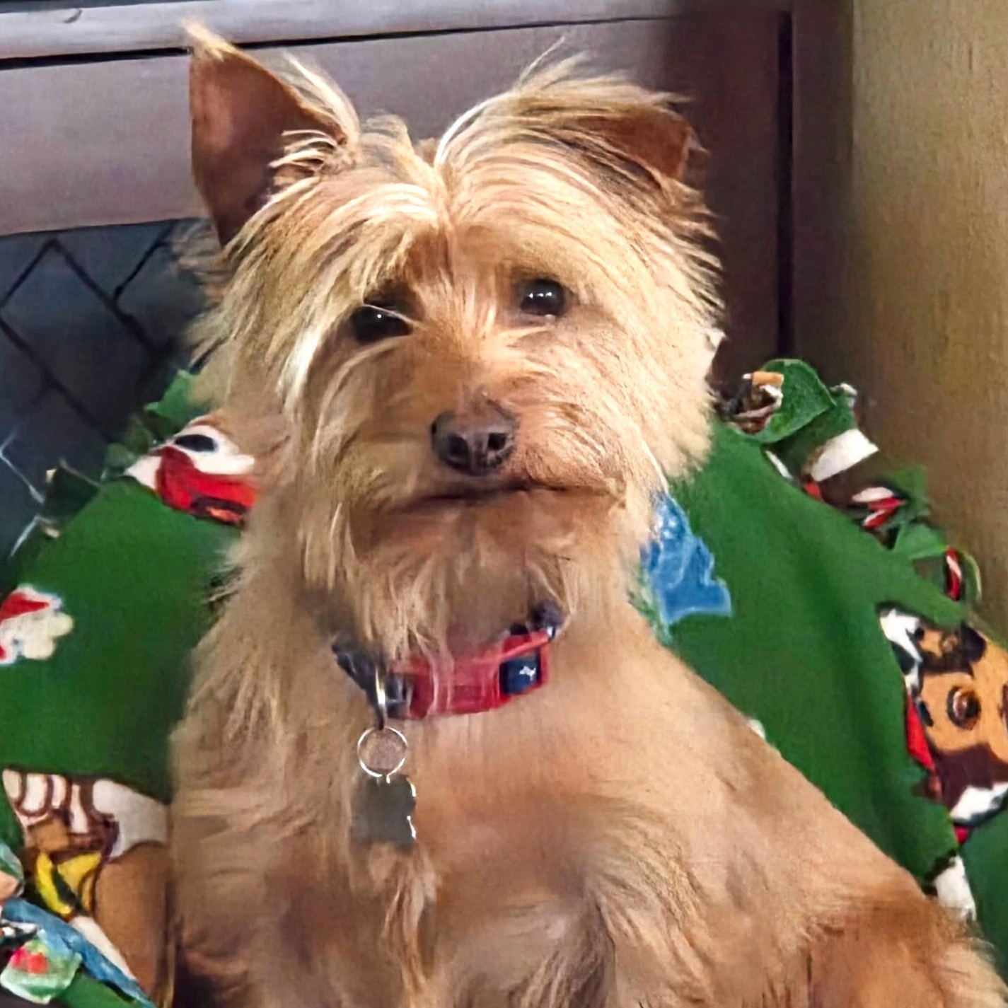 Enlarge Mr. Wonderful Toto, a Adoptable Yorkshire Terrier in Ridgefield, WA image 2/4