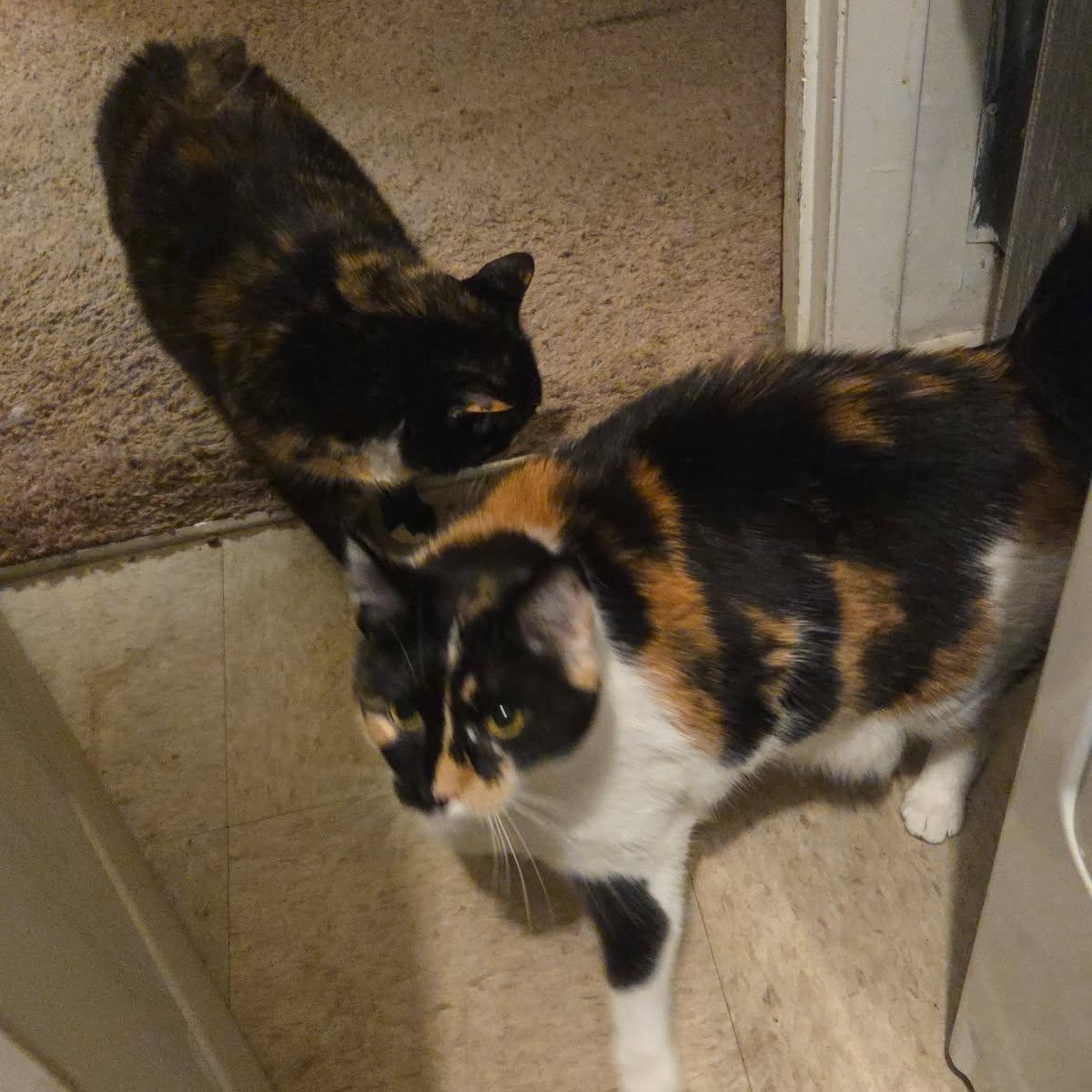 Ruby — thumbnail 2