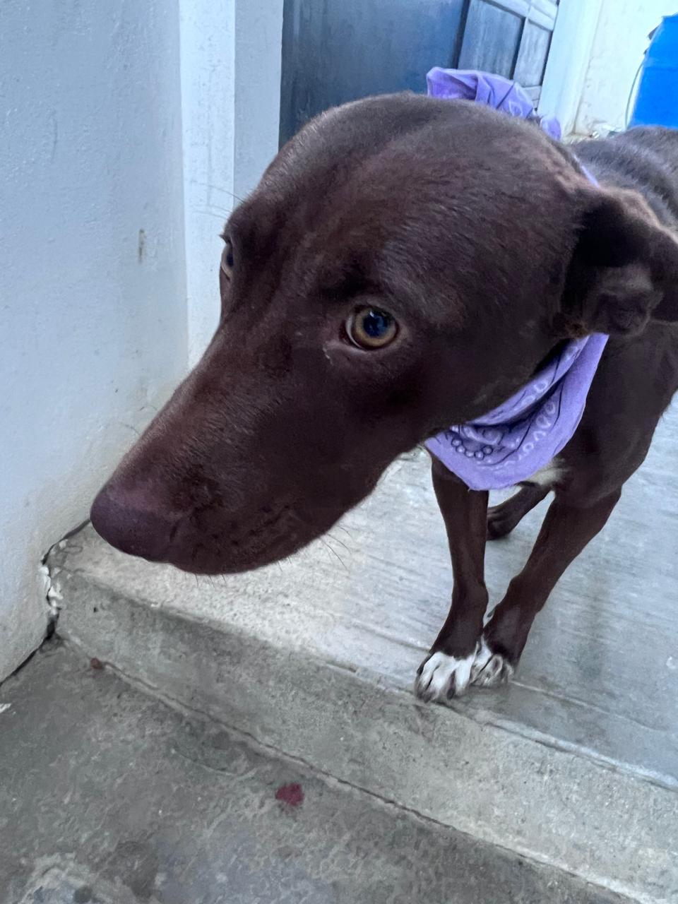 Enlarge Pumba, a Adoptable mixed breed in Chula Vista, CA image 1/4