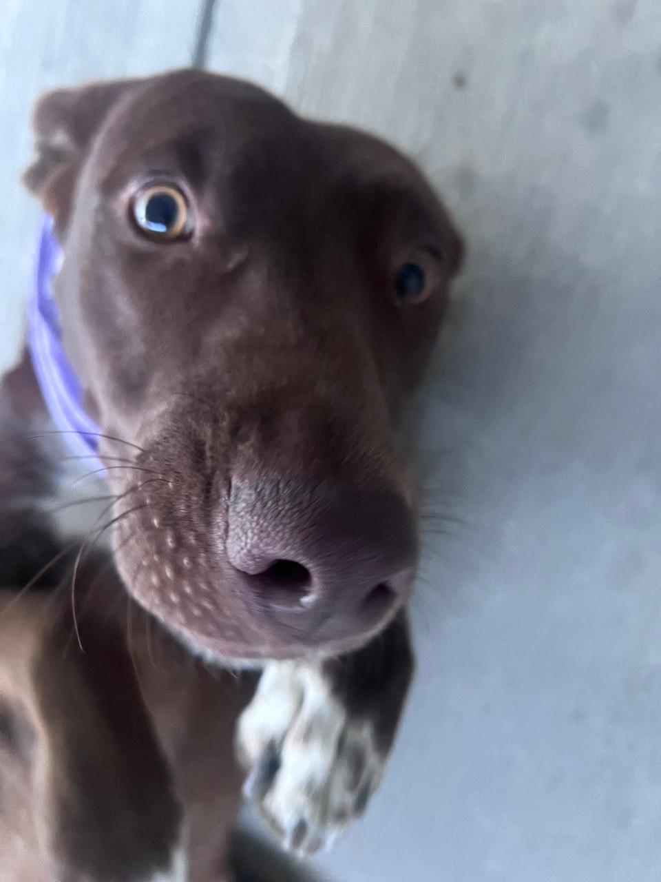 Enlarge Pumba, a Adoptable mixed breed in Chula Vista, CA image 2/4