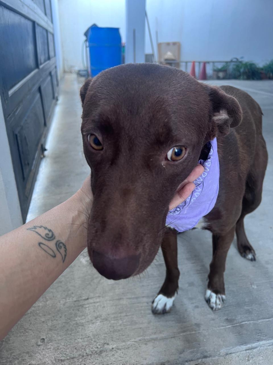 Enlarge Pumba, a Adoptable mixed breed in Chula Vista, CA image 3/4