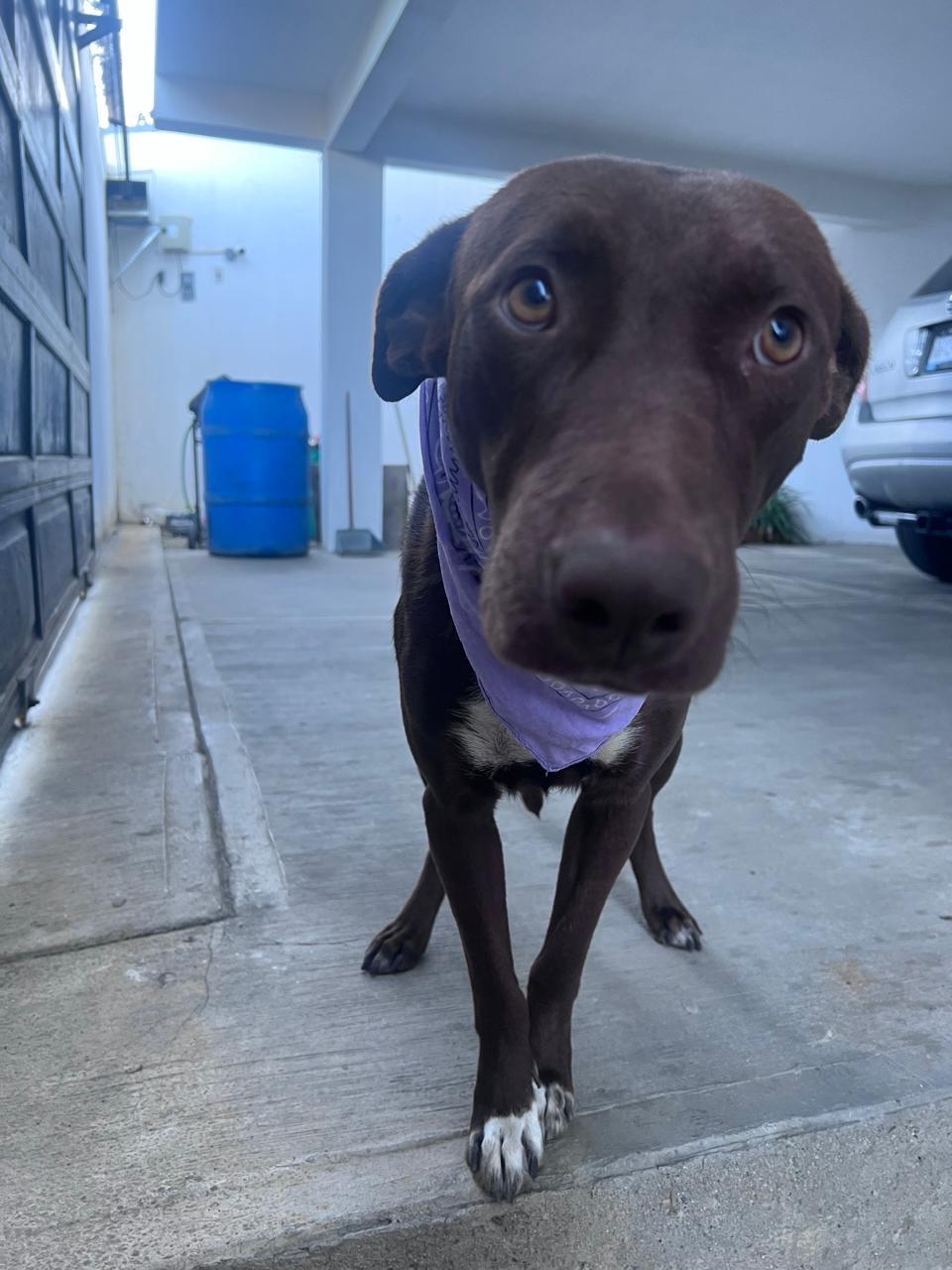 Enlarge Pumba, a Adoptable mixed breed in Chula Vista, CA image 4/4