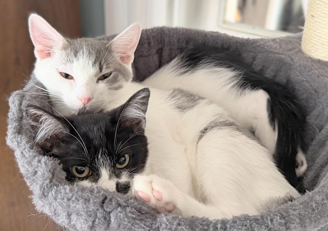 Enlarge Milano and Verona (bonded pair, reduced adoption fee), a Adoptable mixed breed in Melrose, MA image 3/4