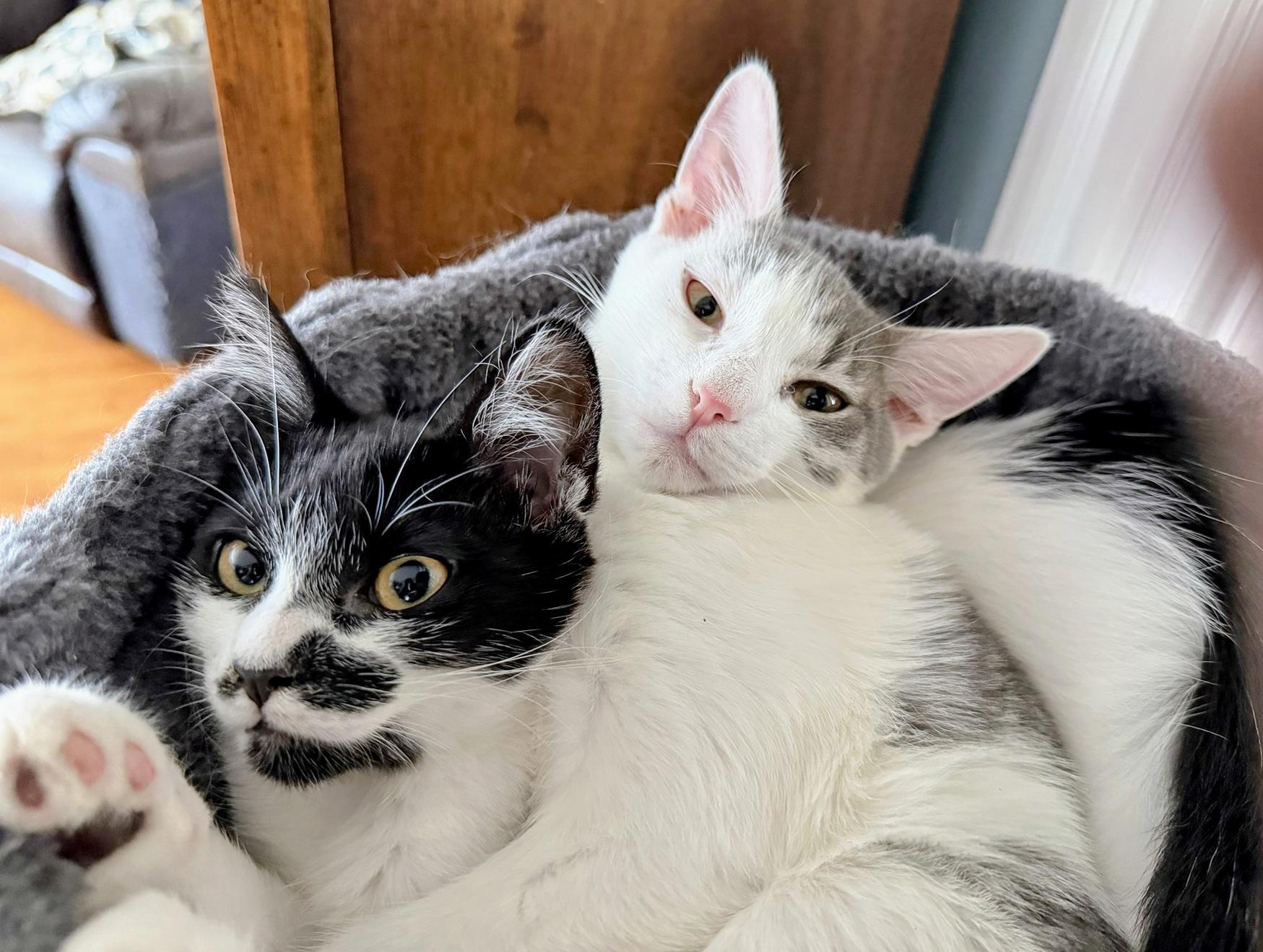 Enlarge Milano and Verona (bonded pair, reduced adoption fee), a Adoptable mixed breed in Melrose, MA image 1/4