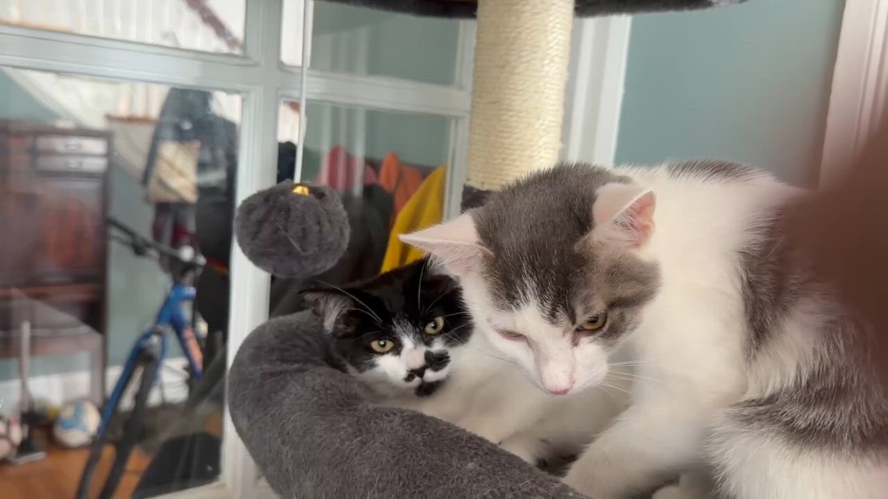 Enlarge Milano and Verona (bonded pair, reduced adoption fee), a Adoptable mixed breed in Melrose, MA video 2/4
