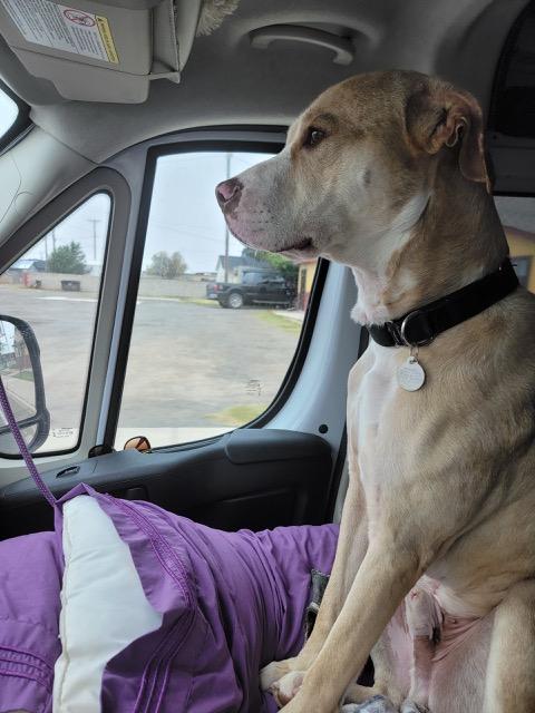 WILLIE, a Adoptable mixed breed in fort worth, TX image 6/6