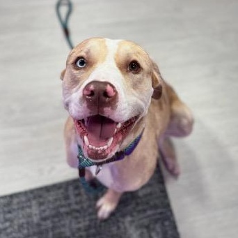 WILLIE, a Adoptable mixed breed in fort worth, TX image 5/6