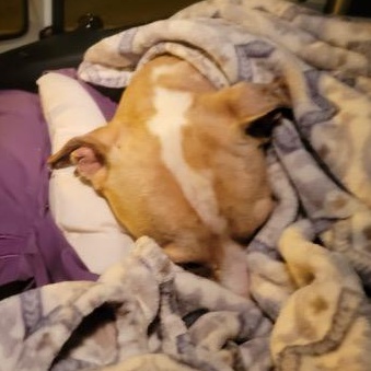 WILLIE, a Adoptable mixed breed in fort worth, TX image 2/6