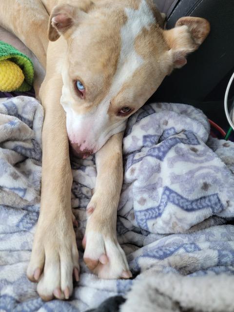 WILLIE, a Adoptable mixed breed in fort worth, TX image 4/6