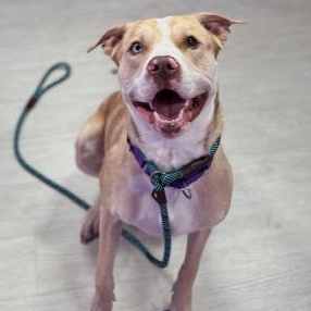 WILLIE, a Adoptable mixed breed in fort worth, TX image 1/6