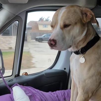 WILLIE, a Adoptable mixed breed in fort worth, TX image 3/6