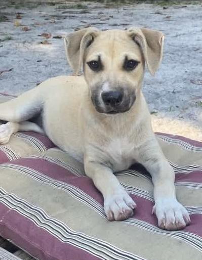 Coco, Adopted, Young Female Black Mouth Cur.
