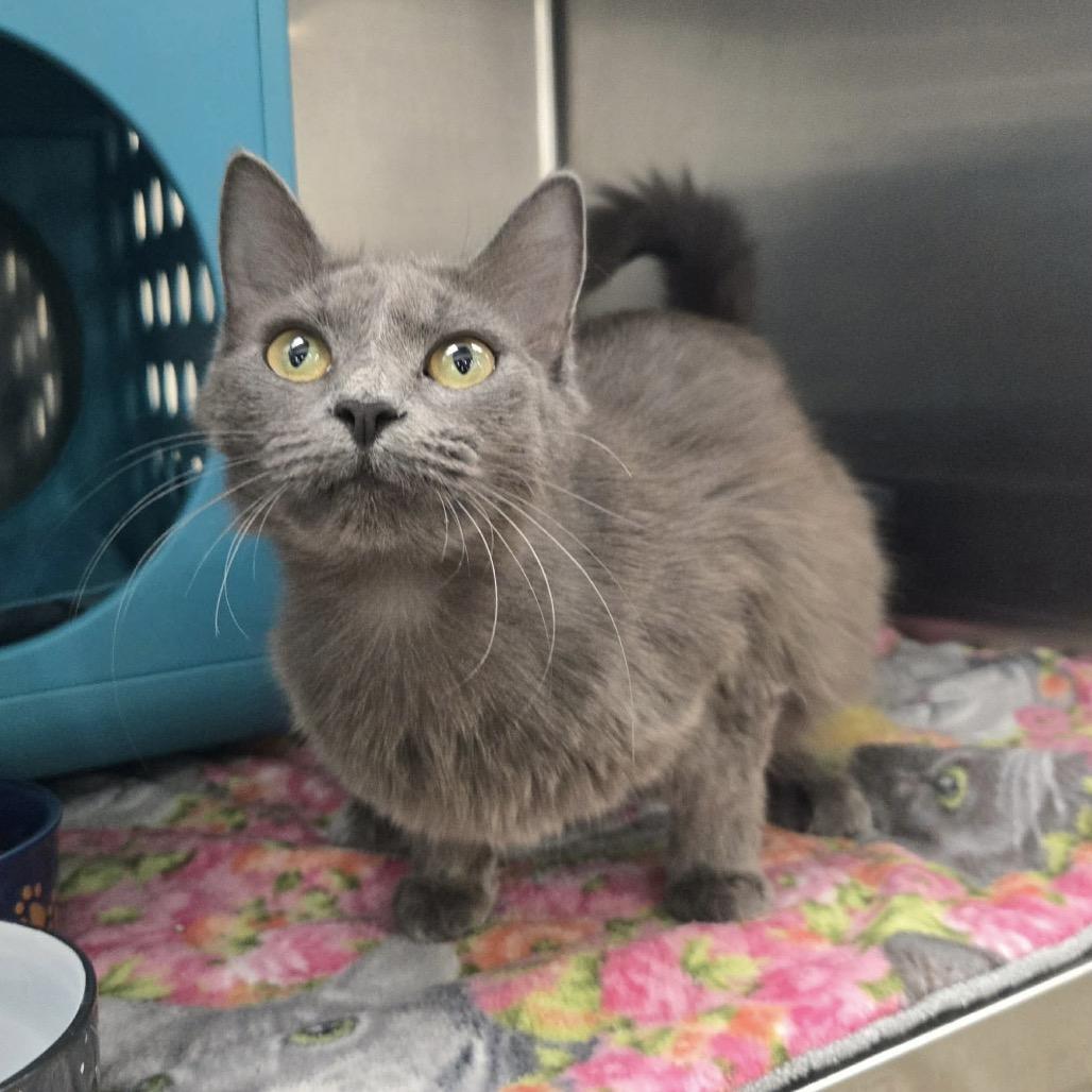Tally, Adoptable, Young Female Domestic Medium Hair.