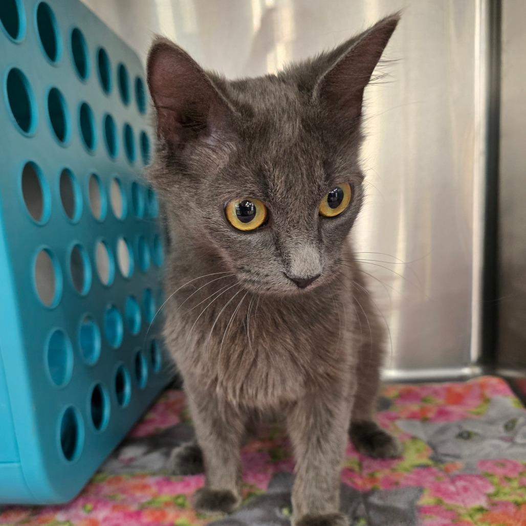 Enlarge Tally, a Adoptable Domestic Medium Hair in Williston, FL image 2/6