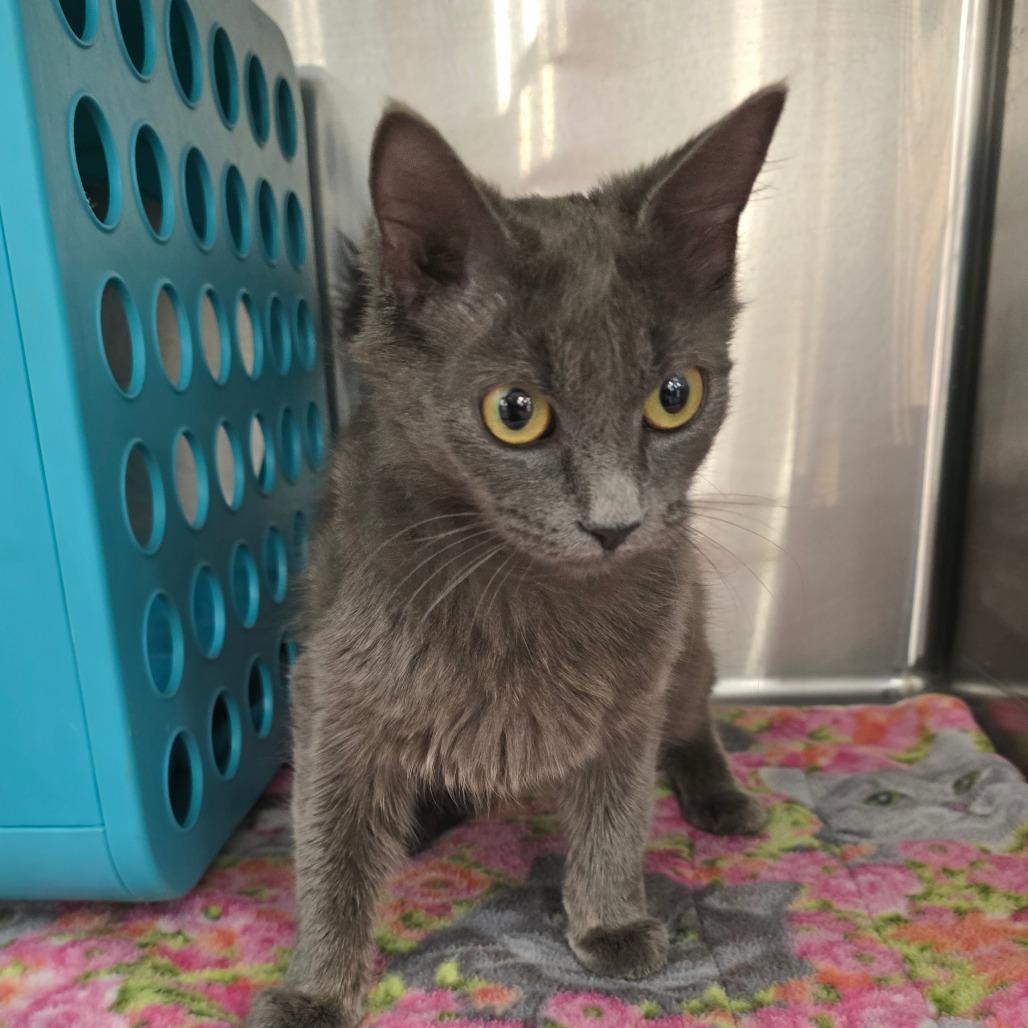 Enlarge Tally, a Adoptable Domestic Medium Hair in Williston, FL image 3/6