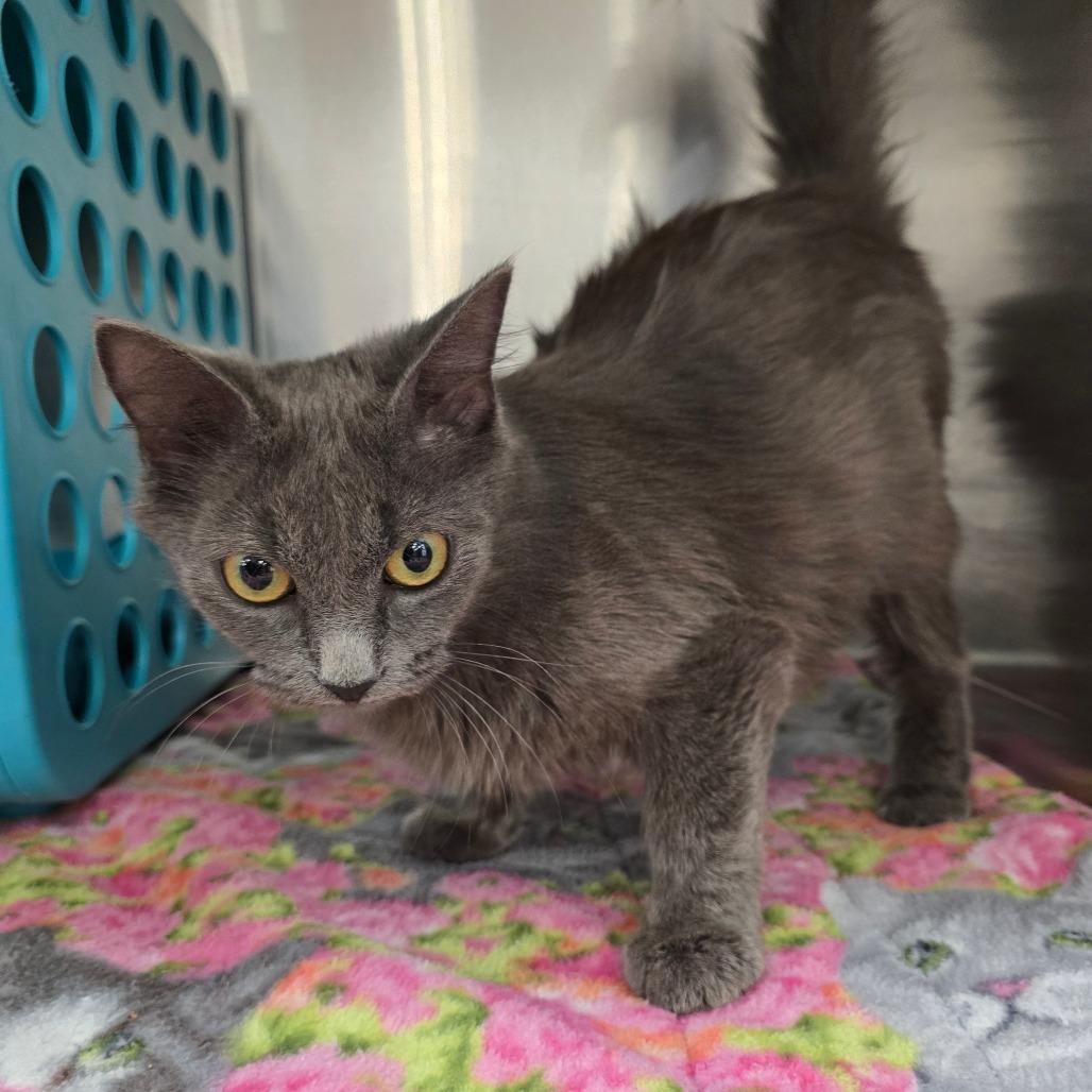 Enlarge Tally, a Adoptable Domestic Medium Hair in Williston, FL image 4/6