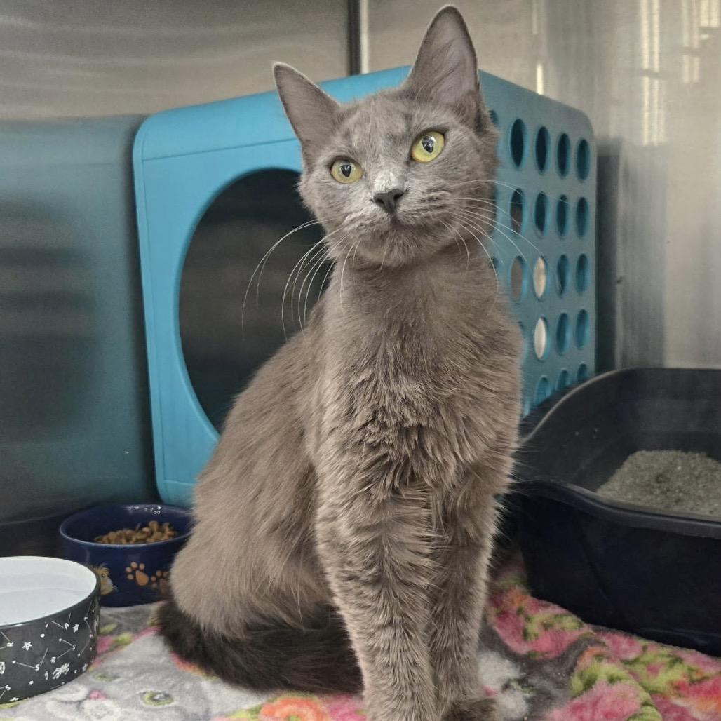 Enlarge Tally, a Adoptable Domestic Medium Hair in Williston, FL image 5/6