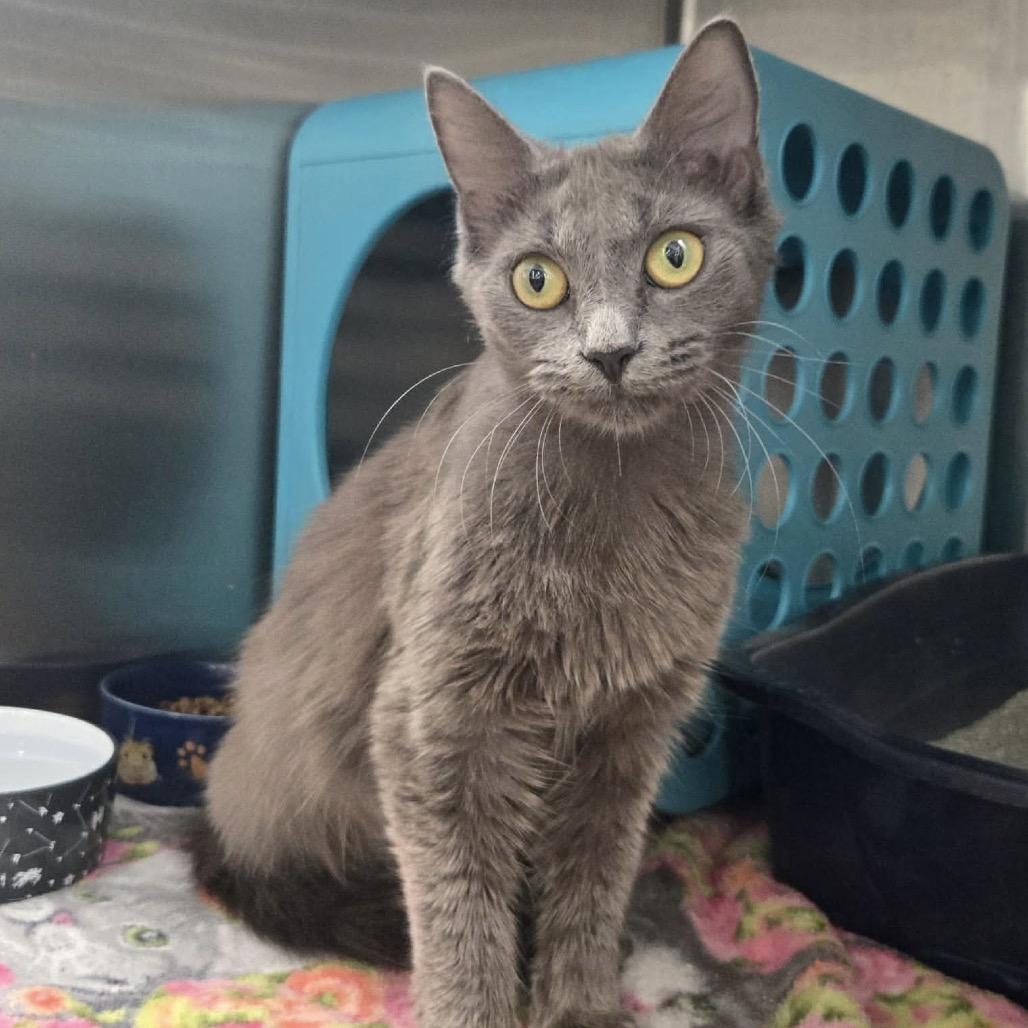 Enlarge Tally, a Adoptable Domestic Medium Hair in Williston, FL image 6/6