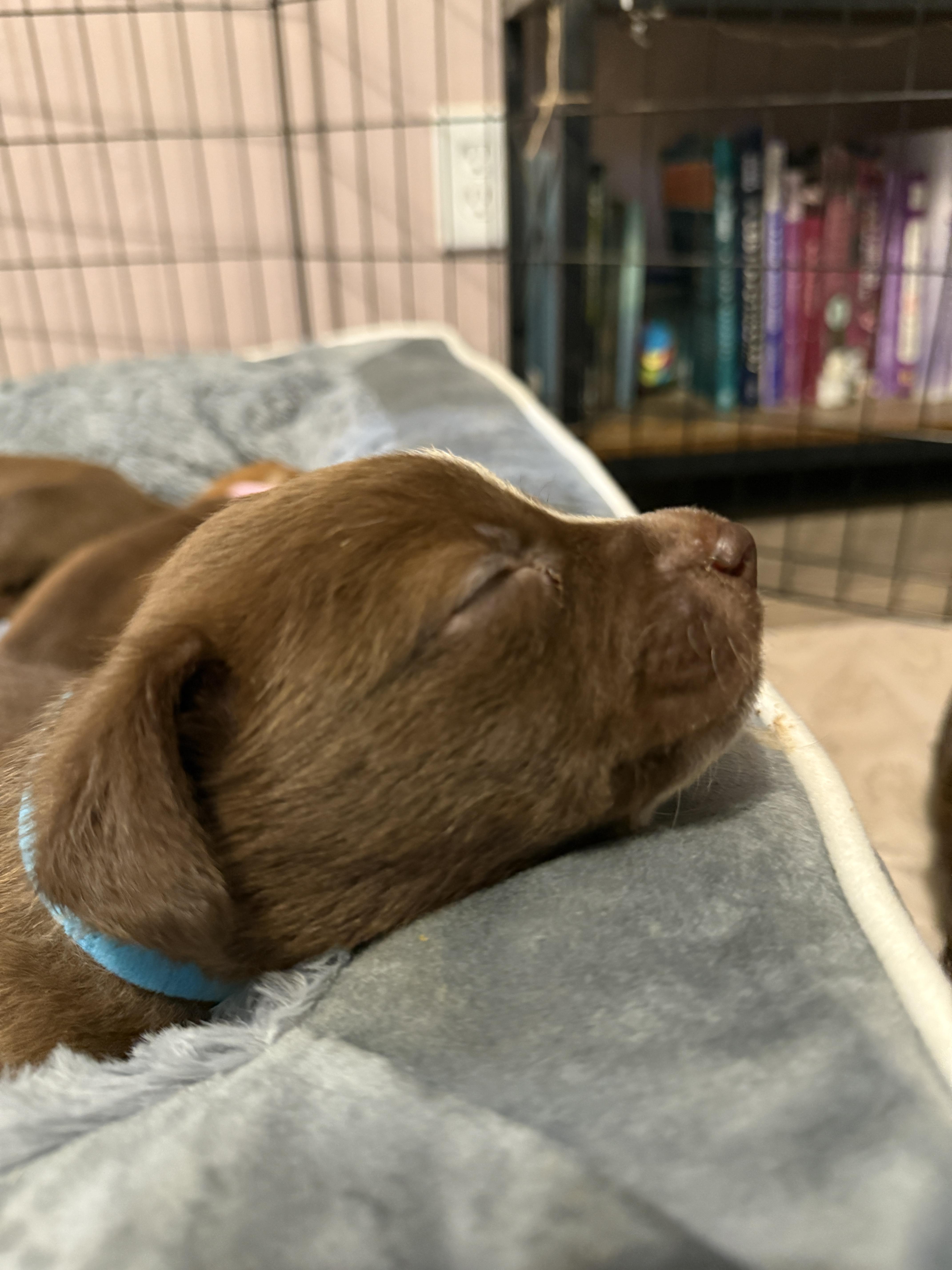 Enlarge Ophelia (The Swiftie Litter), a Adopted mixed breed in Tucson, AZ image 1/1