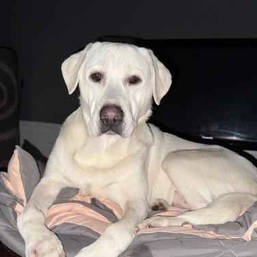 Hilda, Adoptable, Adult Female Labrador Retriever & Great Pyrenees.