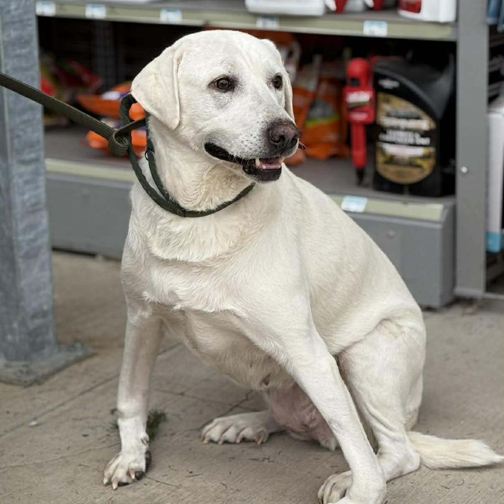 Enlarge Hilda, a Adoptable mixed breed in Joliet, IL image 2/6