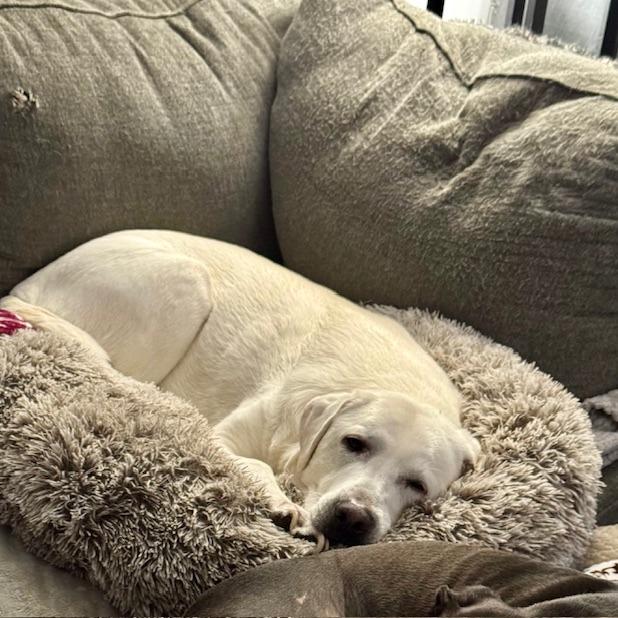 Hilda, a Adoptable mixed breed in Joliet, IL image 2/4