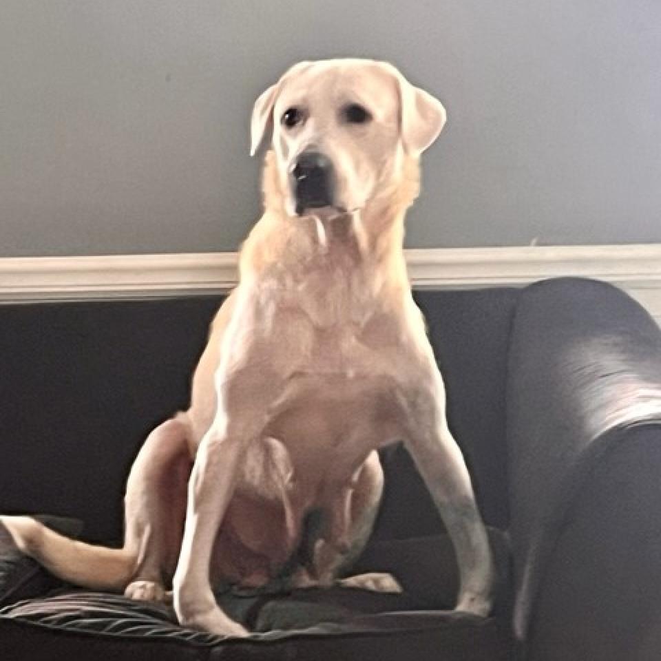 Hilda, a Adoptable mixed breed in Joliet, IL image 3/4