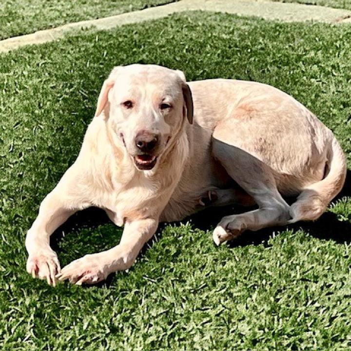 Hilda, a Adoptable mixed breed in Joliet, IL image 4/4