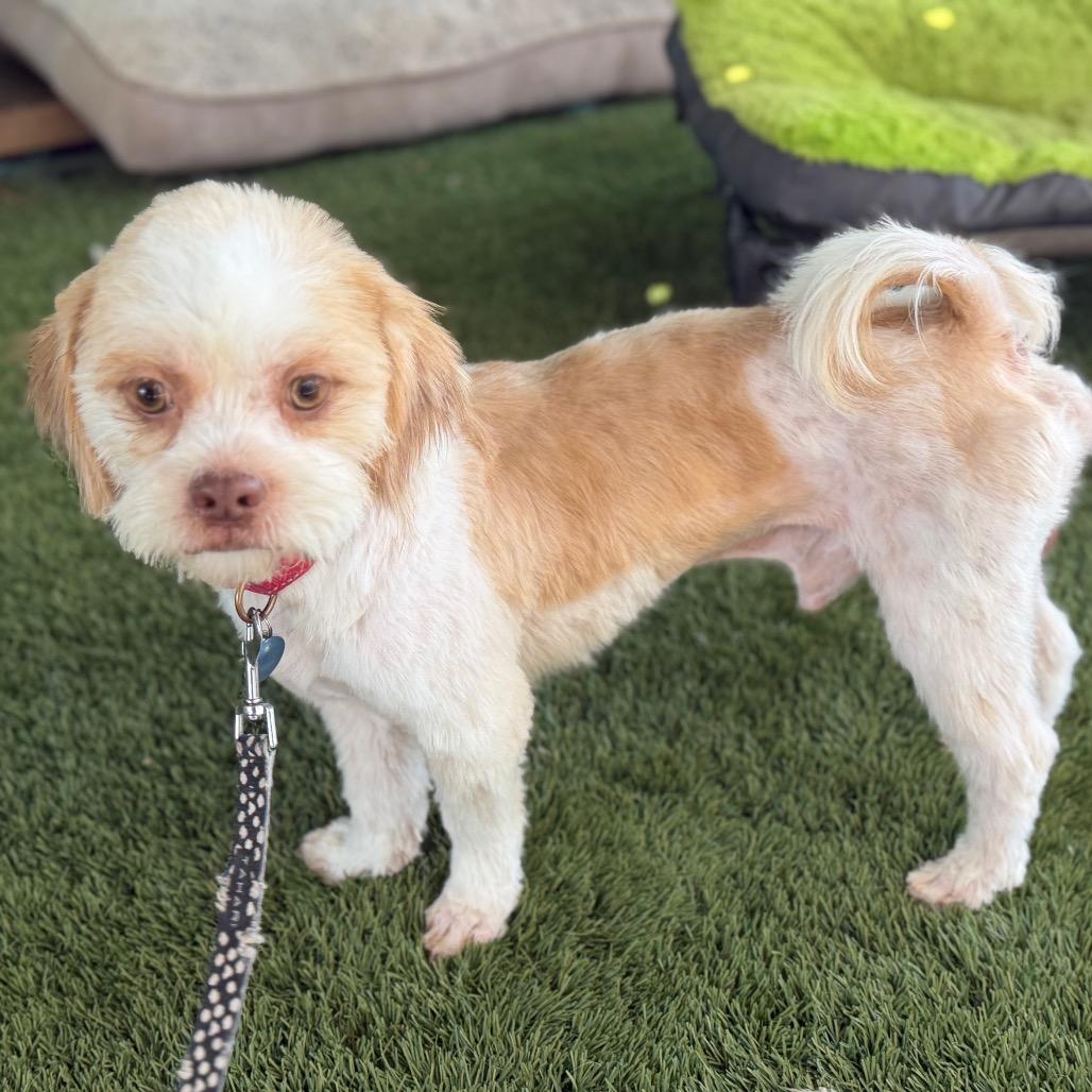 Kip, Adoptable, Young Male Shih Tzu & Miniature Poodle.