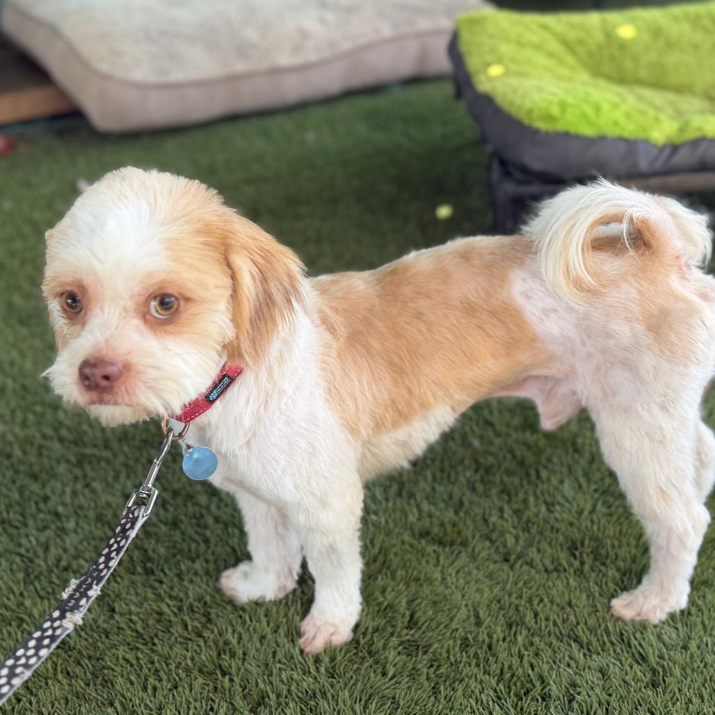 Kip, a Adoptable mixed breed in Phoenix, AZ image 2/6