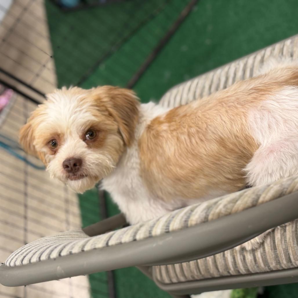 Kip, a Adoptable mixed breed in Phoenix, AZ image 3/6