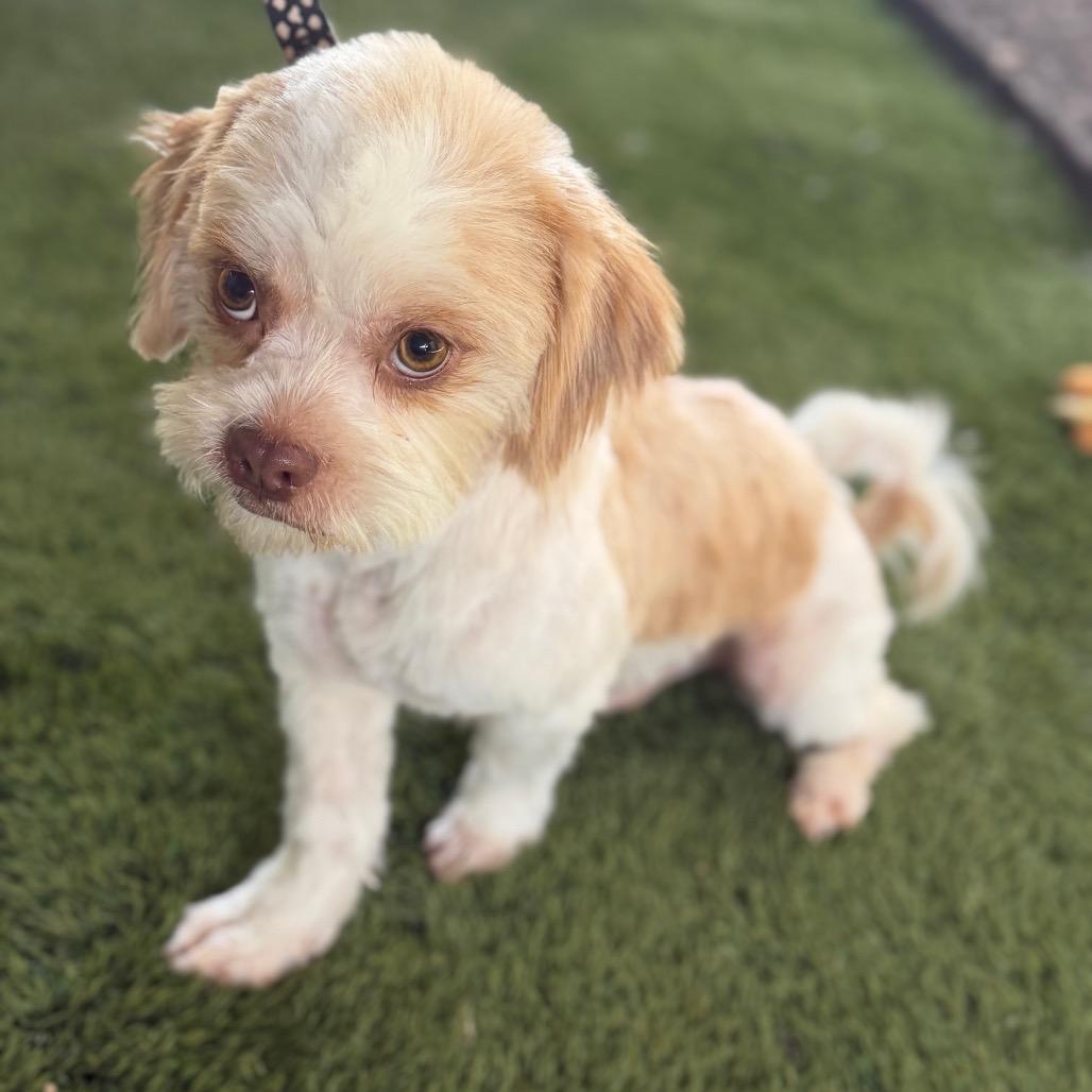Kip, a Adoptable mixed breed in Phoenix, AZ image 4/6