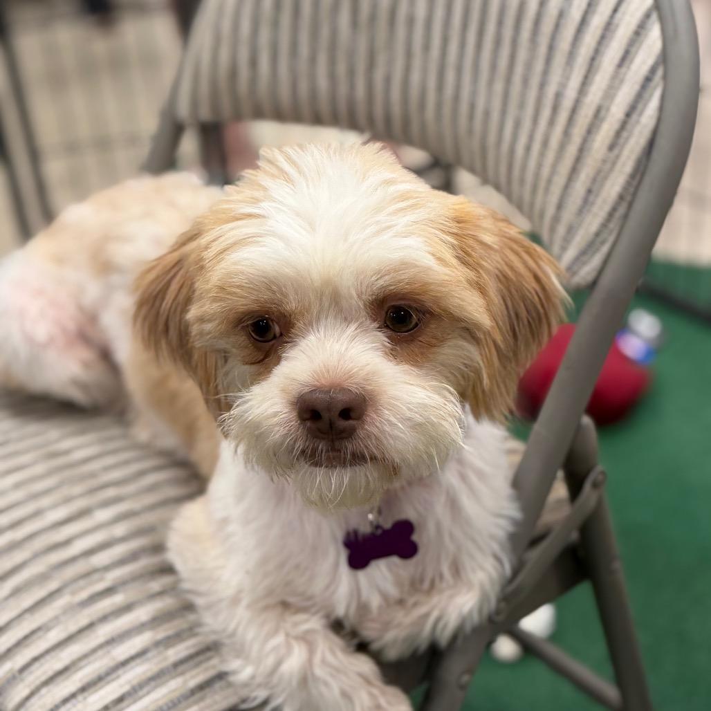 Kip, a Adoptable mixed breed in Phoenix, AZ image 6/6