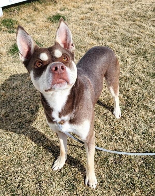 Enlarge Kilo 44412, a Adoptable mixed breed in Pocatello, ID image 1/4