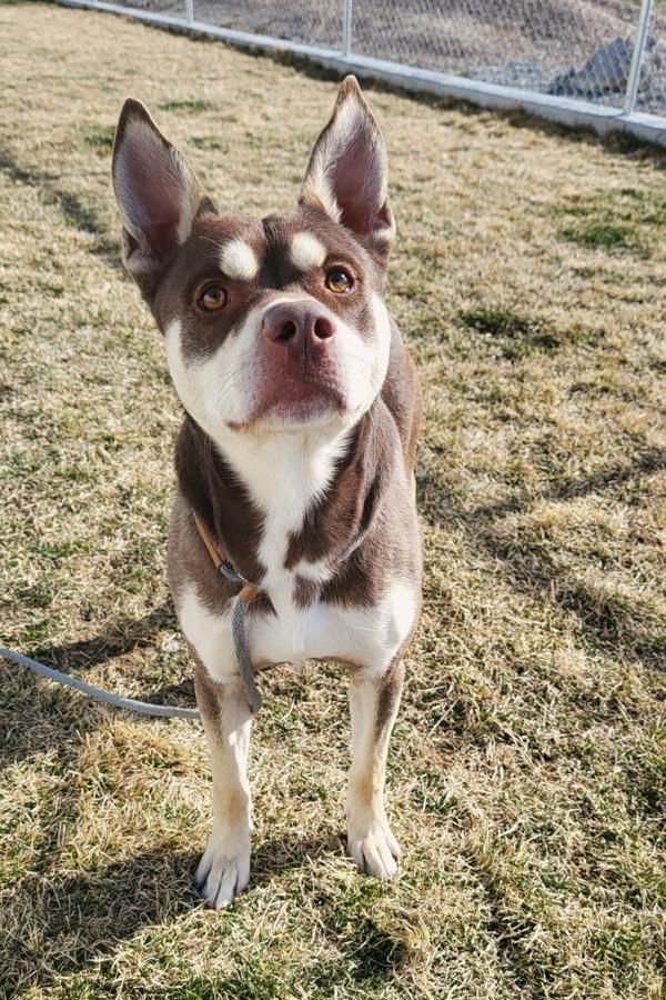 Enlarge Kilo 44412, a Adoptable mixed breed in Pocatello, ID image 2/4