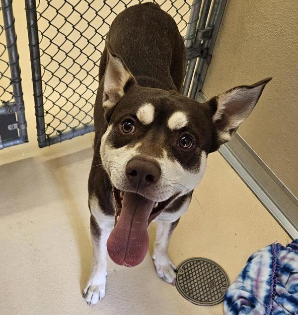 Enlarge Kilo 44412, a Adoptable mixed breed in Pocatello, ID image 3/4