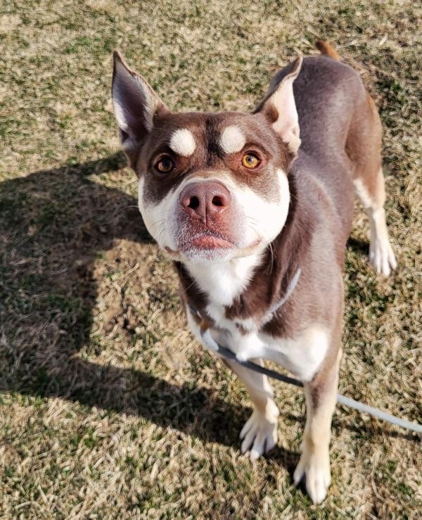 Enlarge Kilo 44412, a Adoptable mixed breed in Pocatello, ID image 4/4