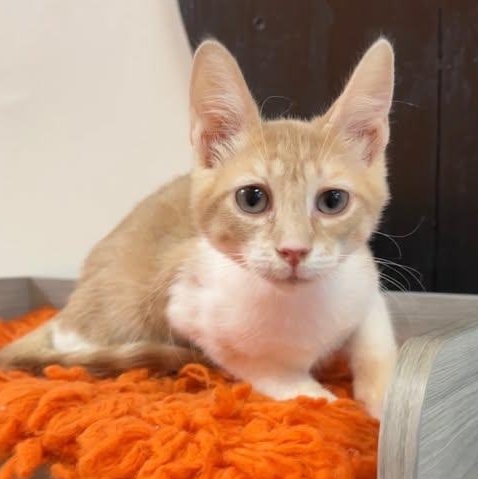 Enlarge Chief at Fat Cat Cafe, a Adoptable Domestic Short Hair in Tallahassee, FL image 1/1