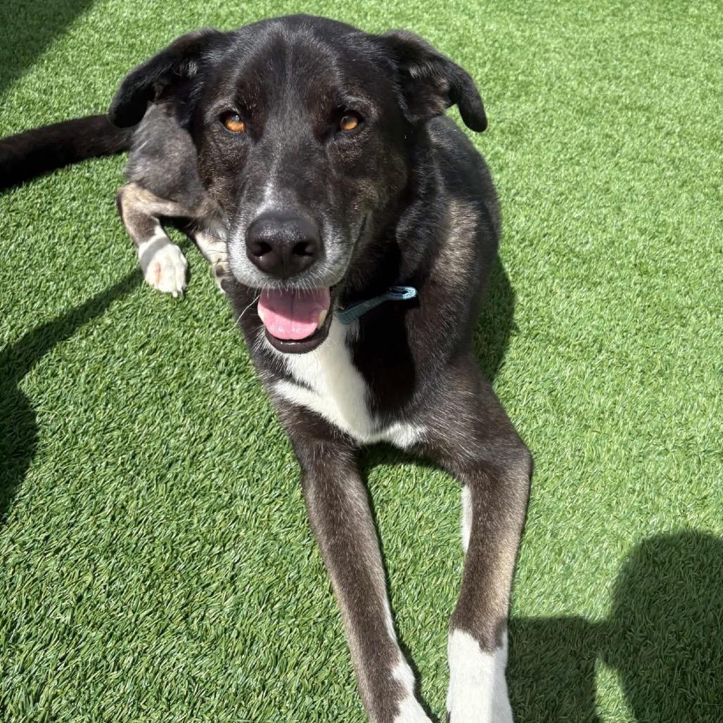 Ollie (Reduced Rover), Adoptable, Adult Male Alaskan Malamute & Siberian Husky.